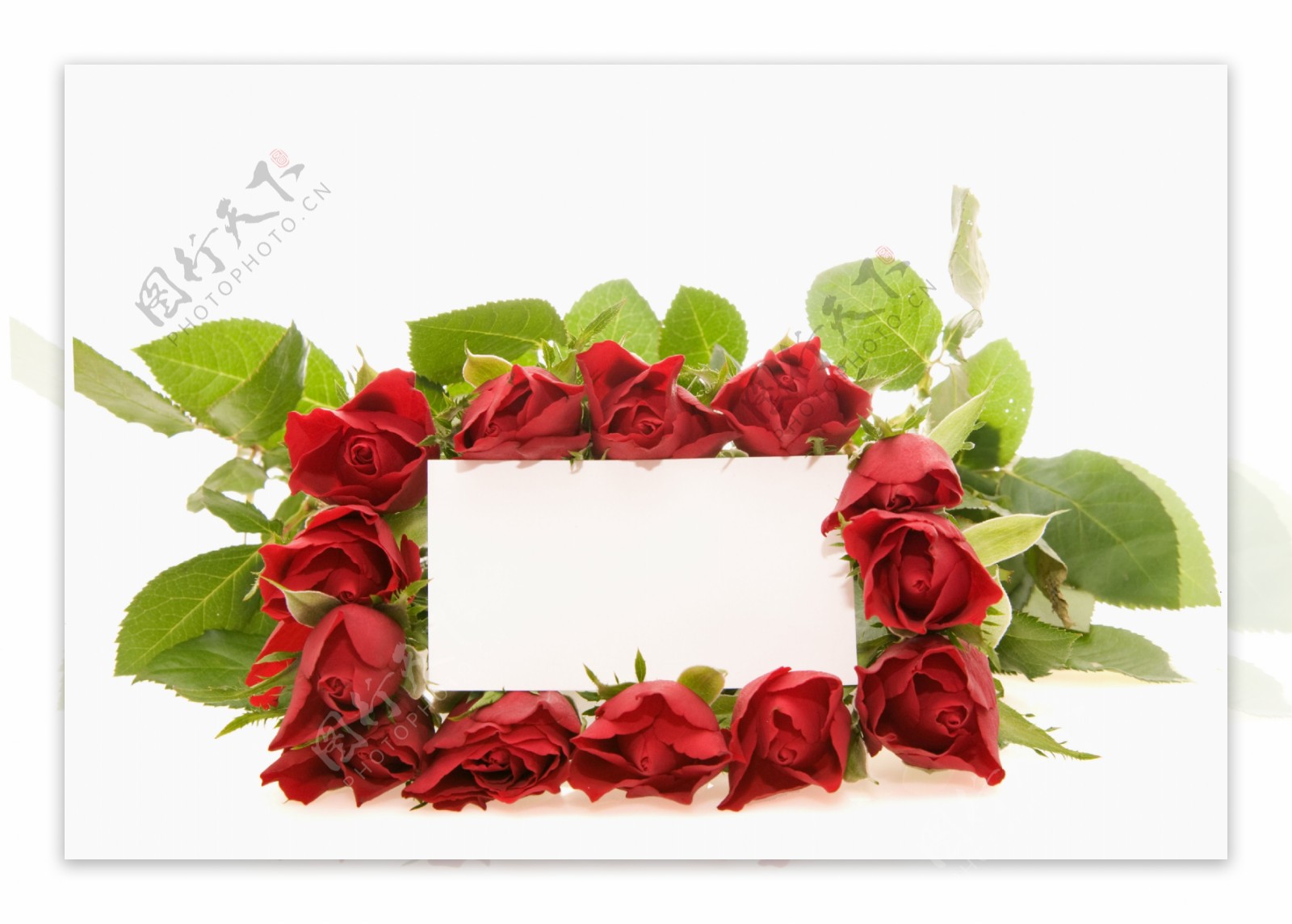 玫瑰花与空白卡片摄影图片