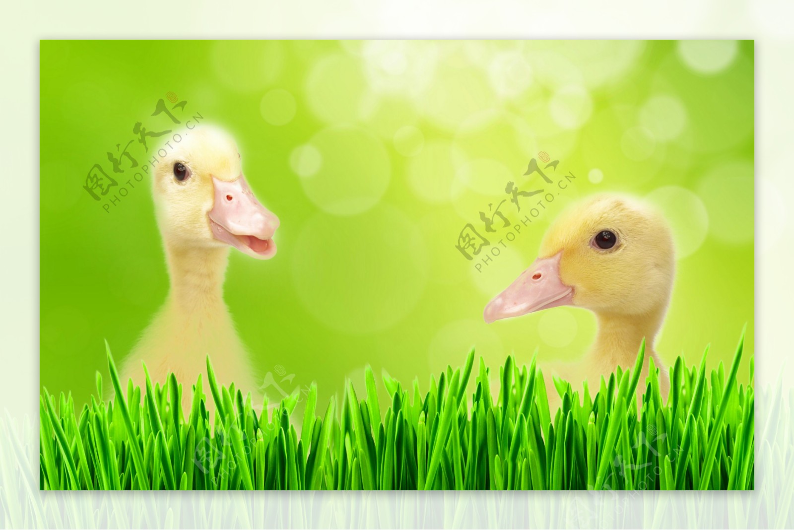 草地上的小鸭子图片
