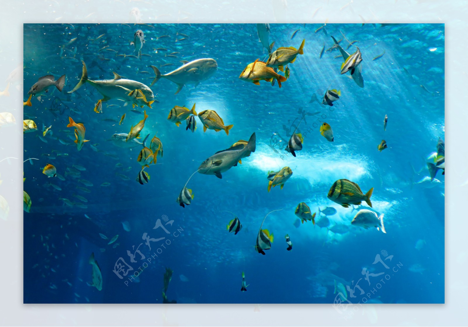 蓝色海底生物图片