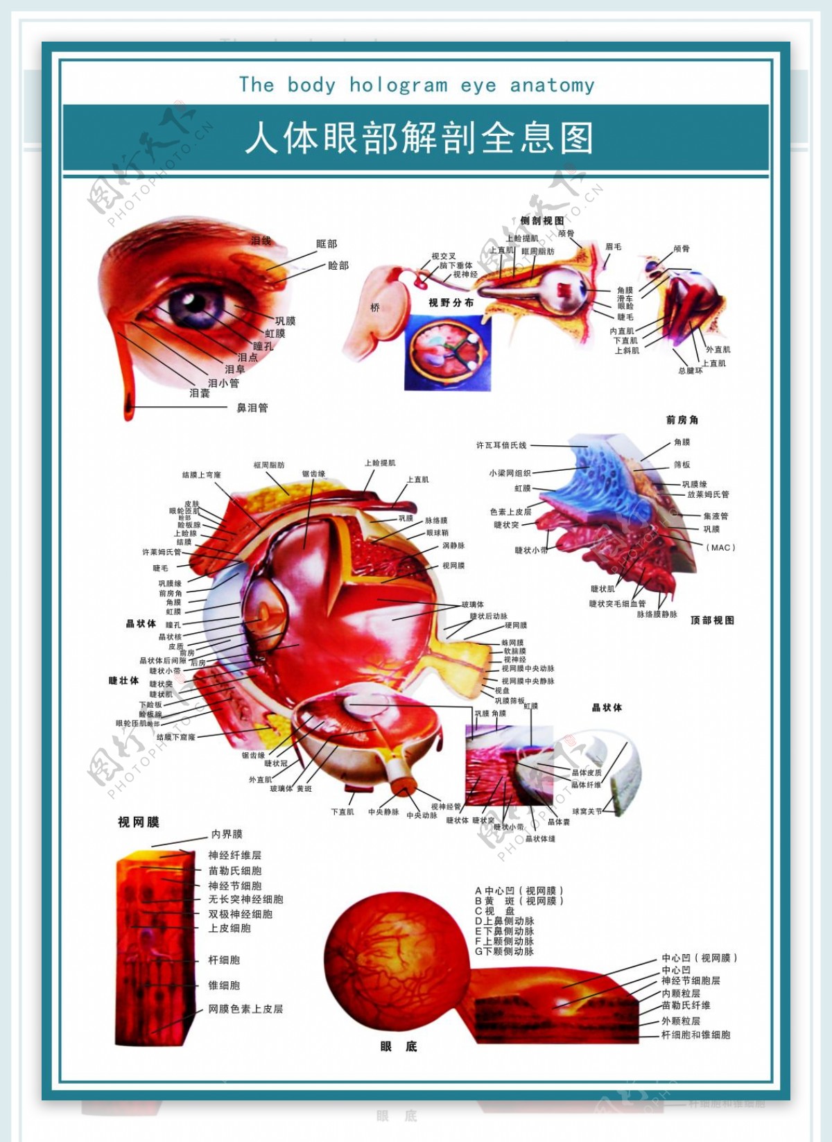 医学展板人体眼部解剖全息图psd高清下载