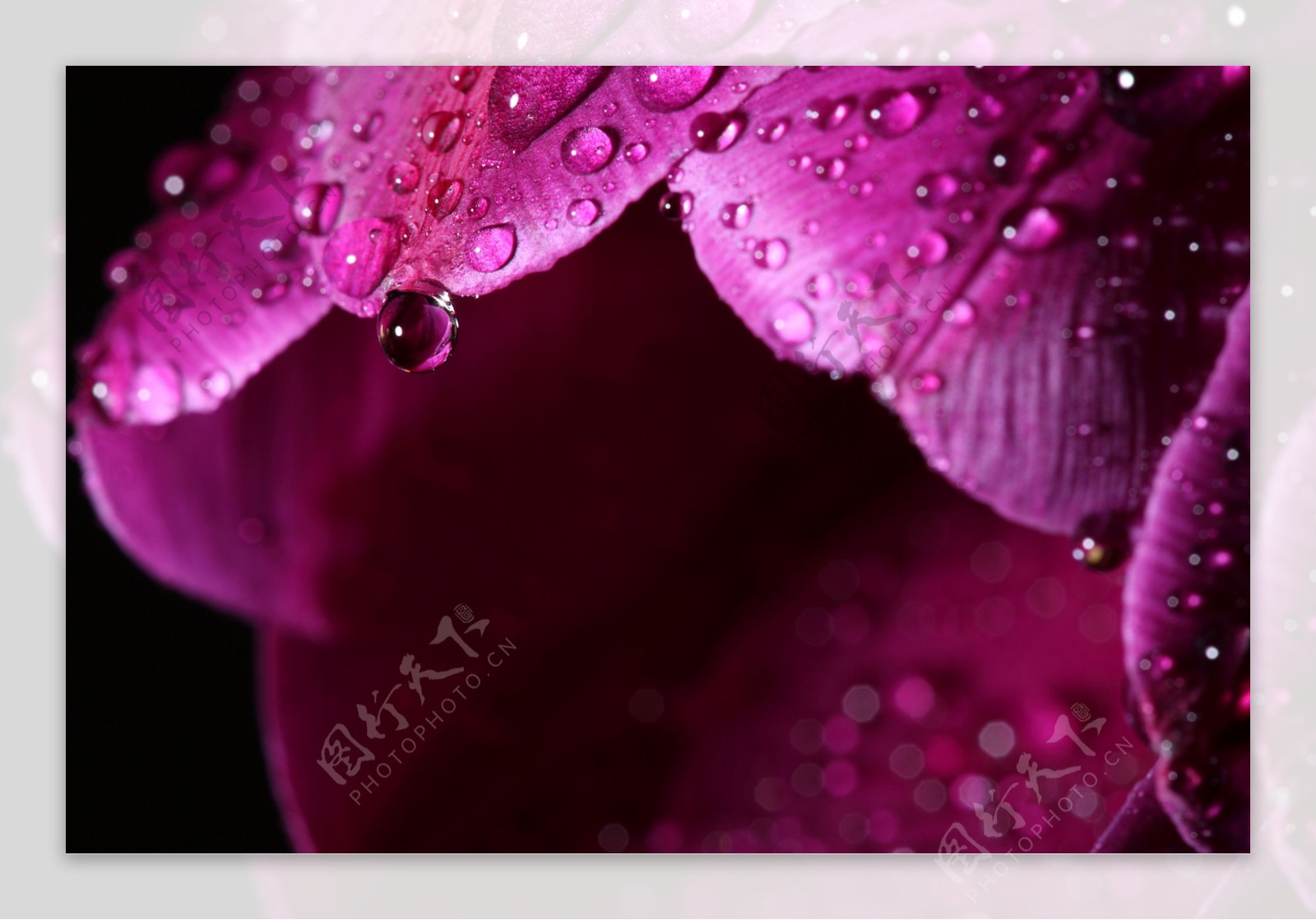带水珠的紫色花朵图片
