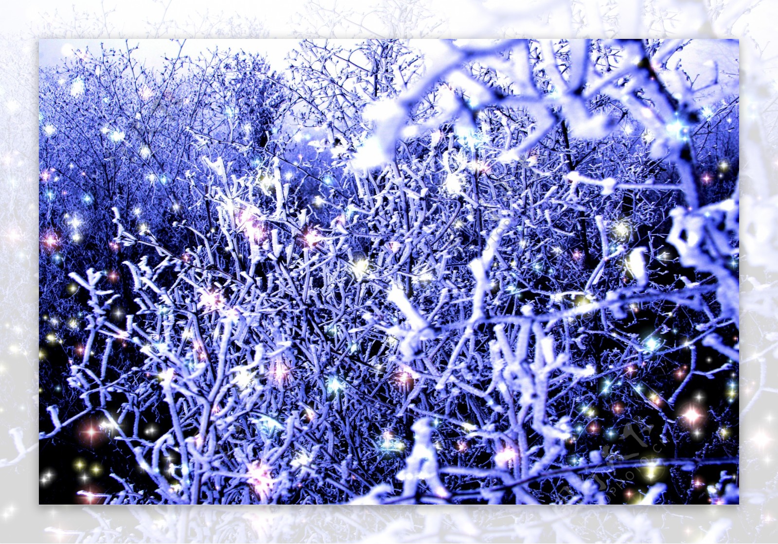 覆盖在树枝上的冰雪图片