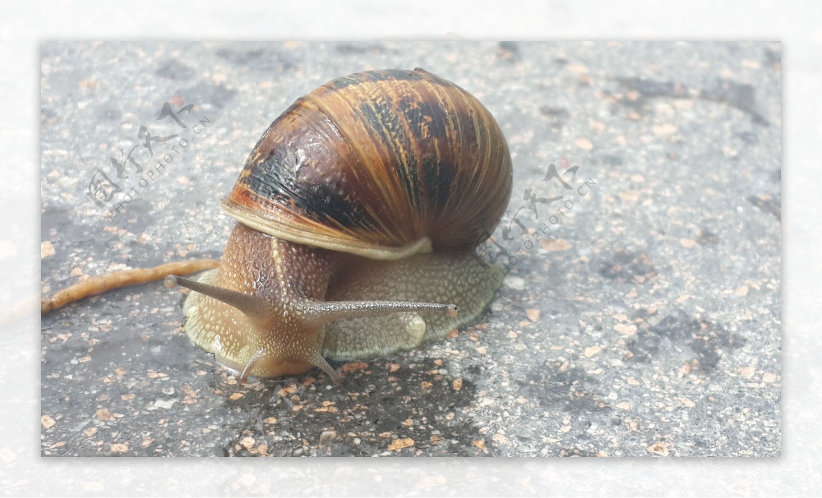 水泥路面上的蜗牛图片