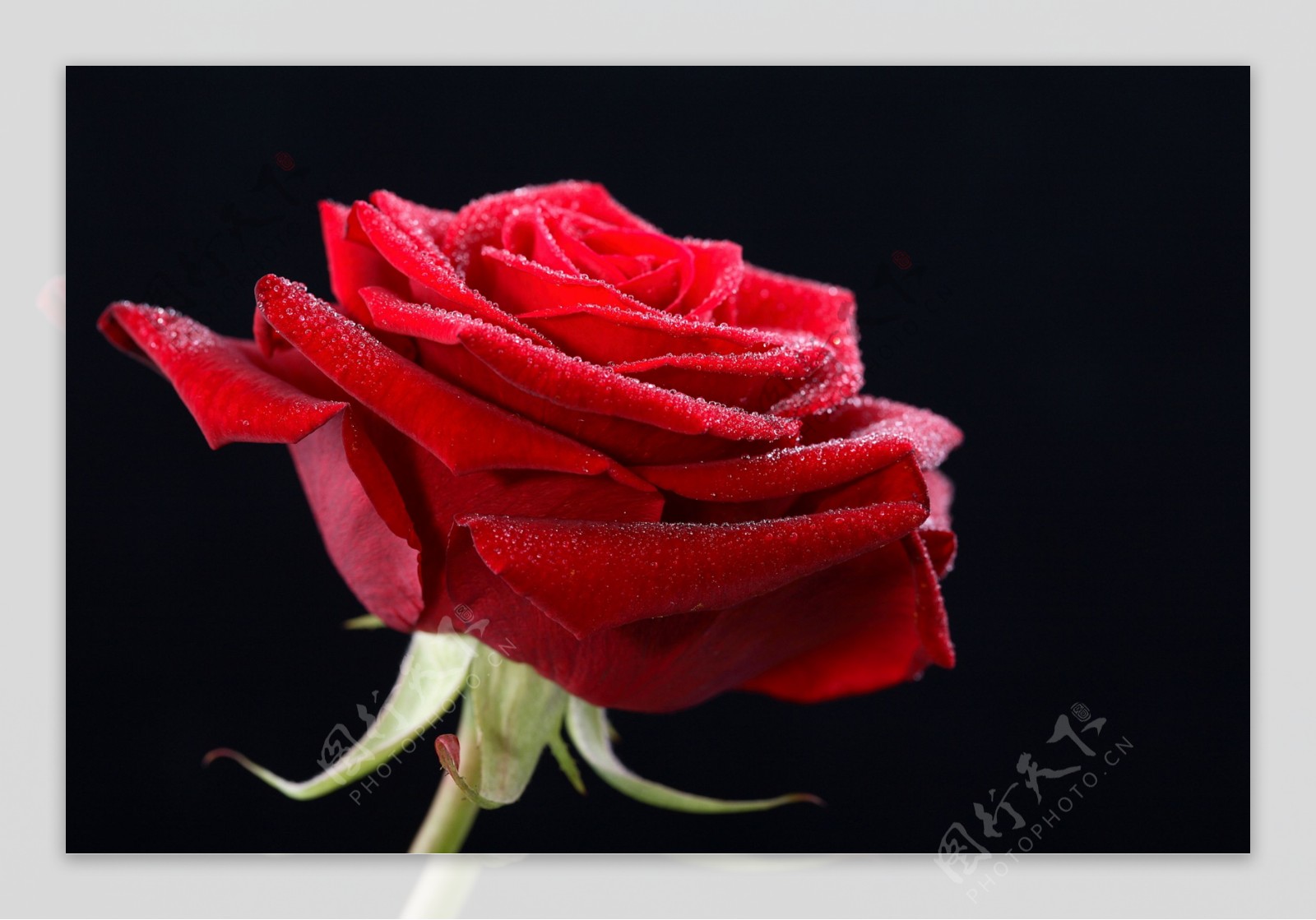 一枝玫瑰花图片素材-编号25059931-图行天下