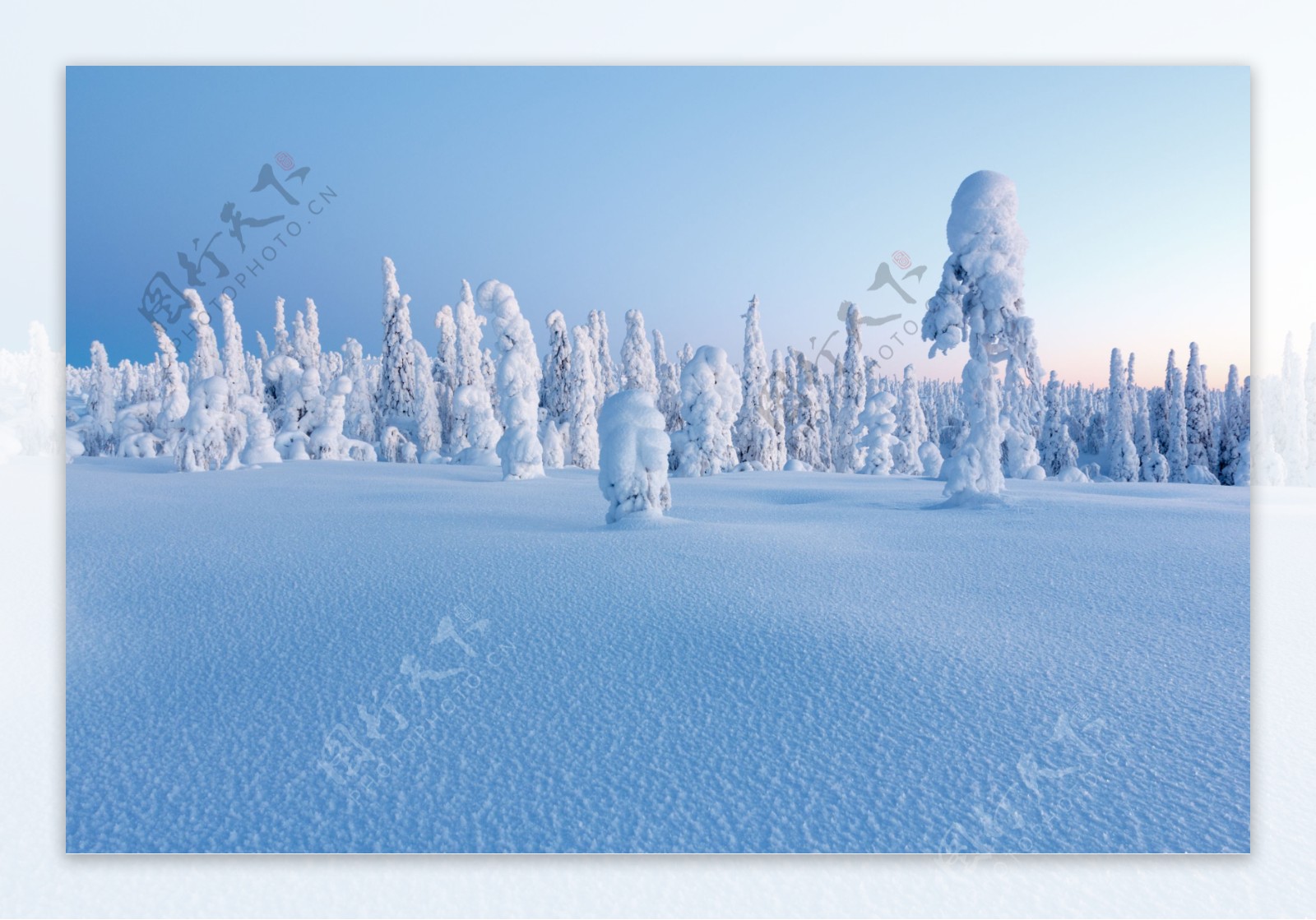 美丽树林雪地风光图片