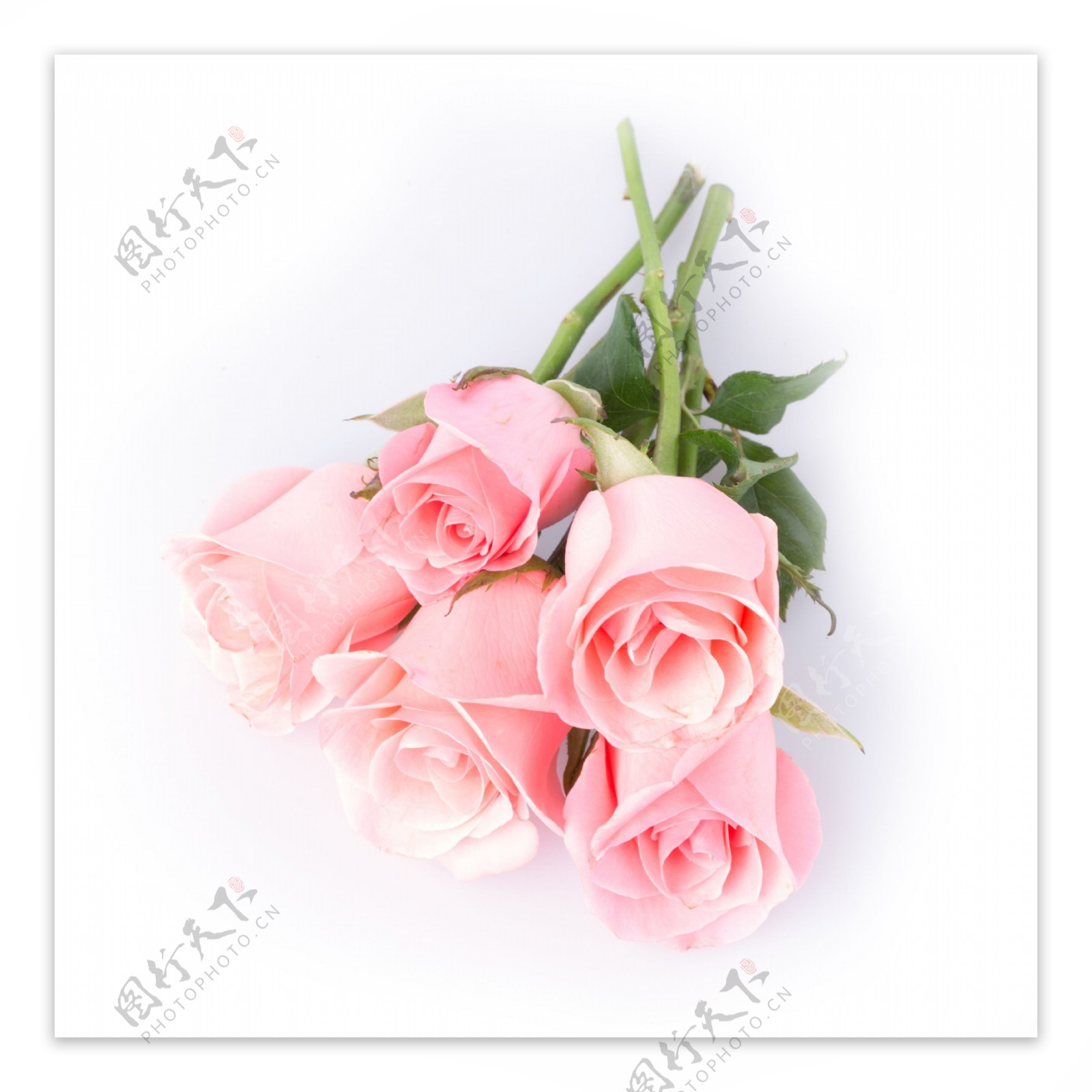 五朵粉色玫瑰花图片