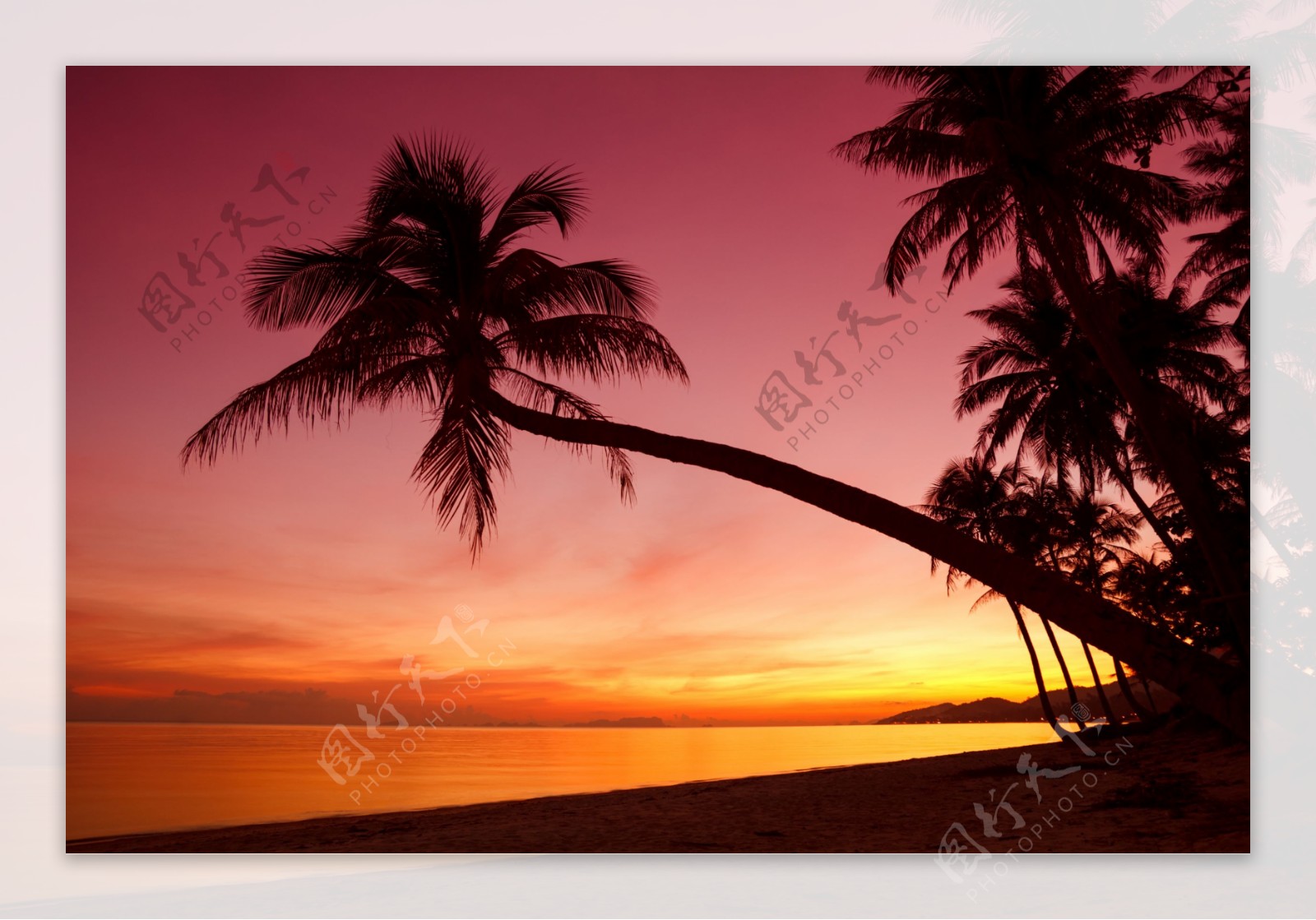 夏日沙滩上的椰树美景图片