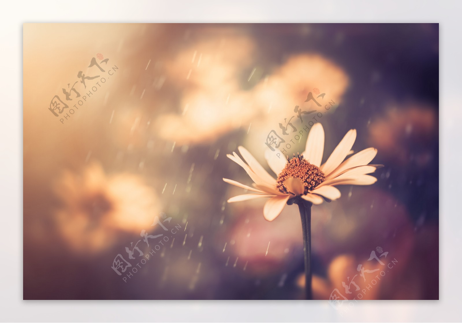 雨水中的小花图片