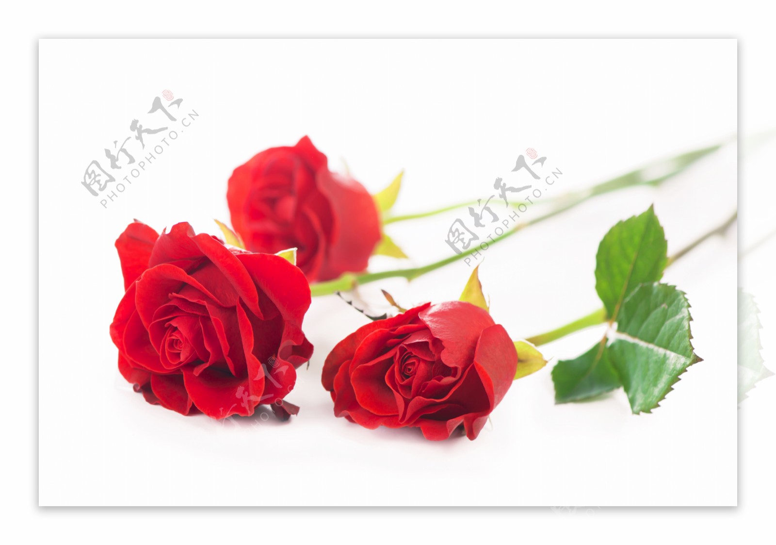 三枝玫瑰花图片素材-编号25017727-图行天下