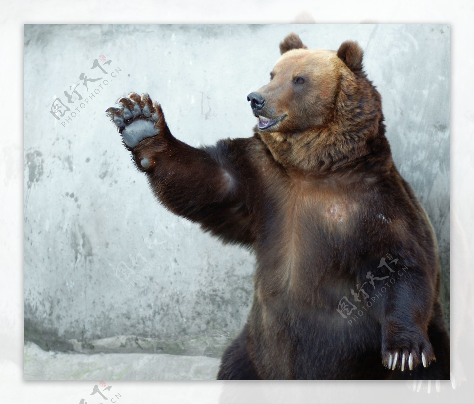 壁纸1920×1200狗熊写真 2 7壁纸,狗熊写真壁纸图片-动物壁纸-动物图片素材-桌面壁纸