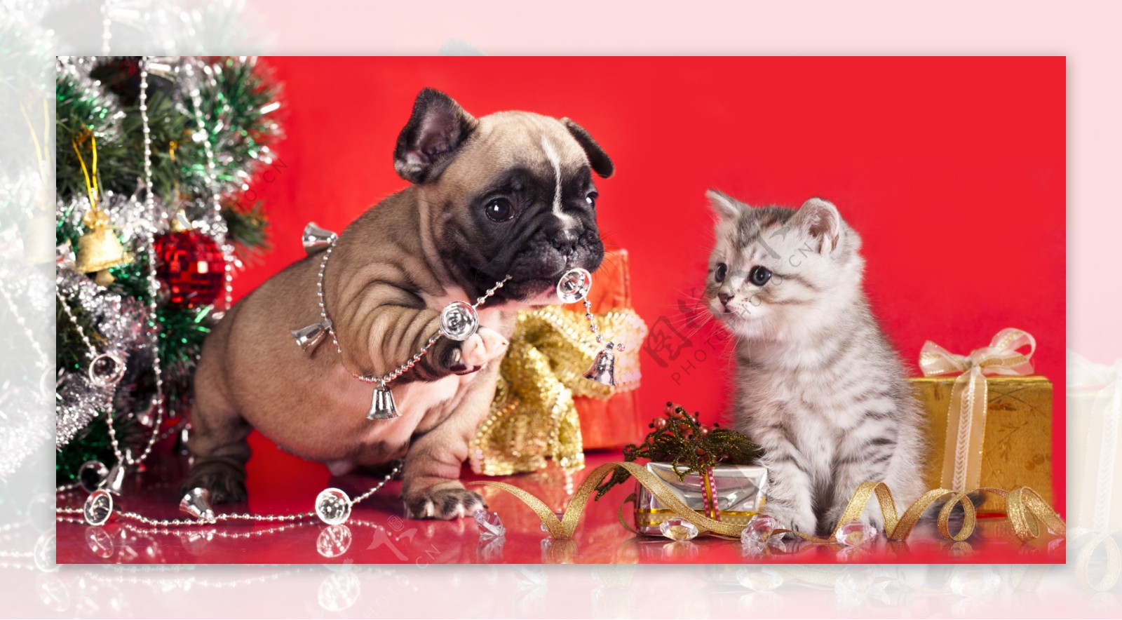 过圣诞节的沙皮狗与小猫图片