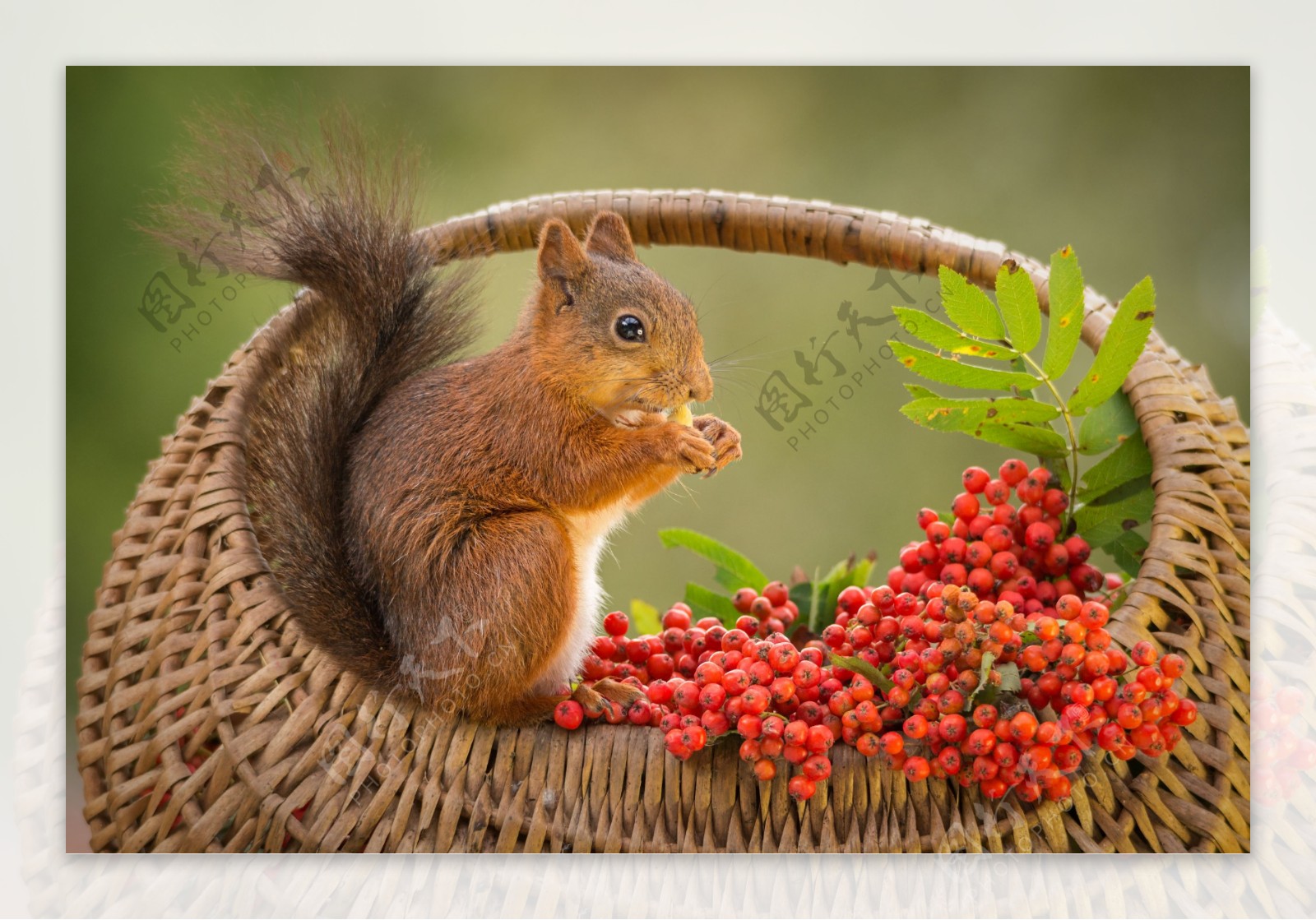 吃红色果子的松鼠图片