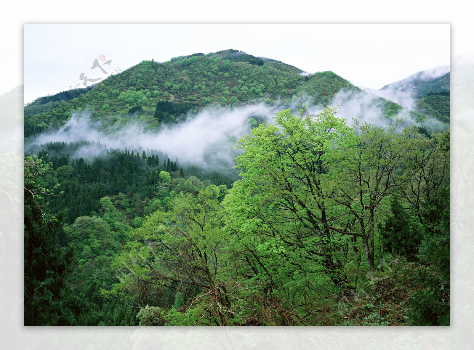 山峰树林美景图片