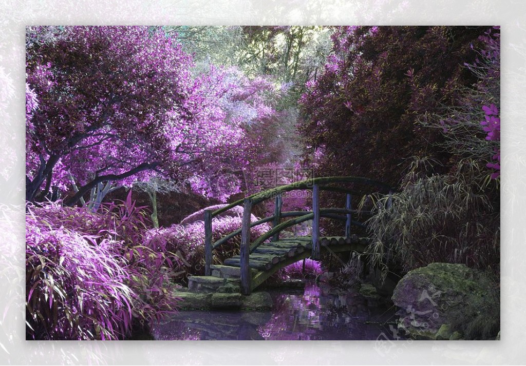 自然桥梁紫色梦想紫