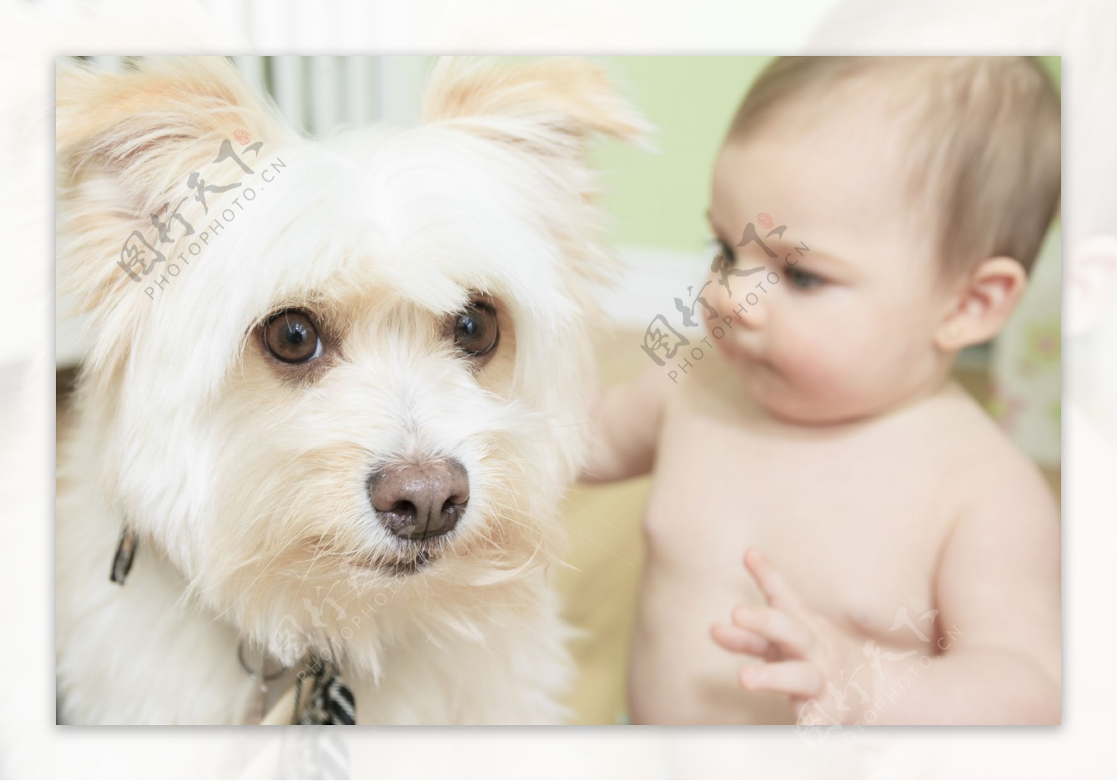 宠物狗与婴儿图片