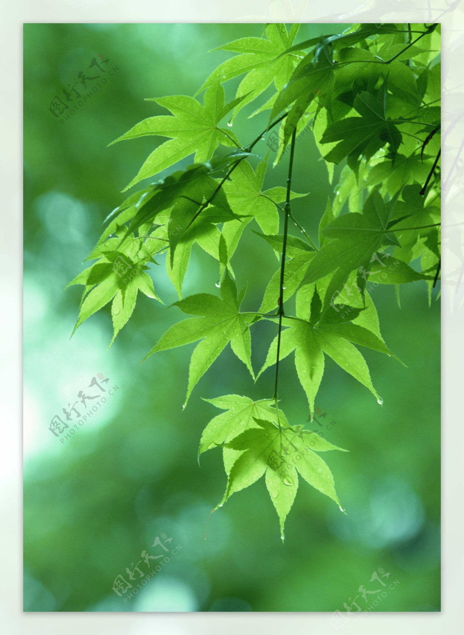 绿色枫叶摄影图片