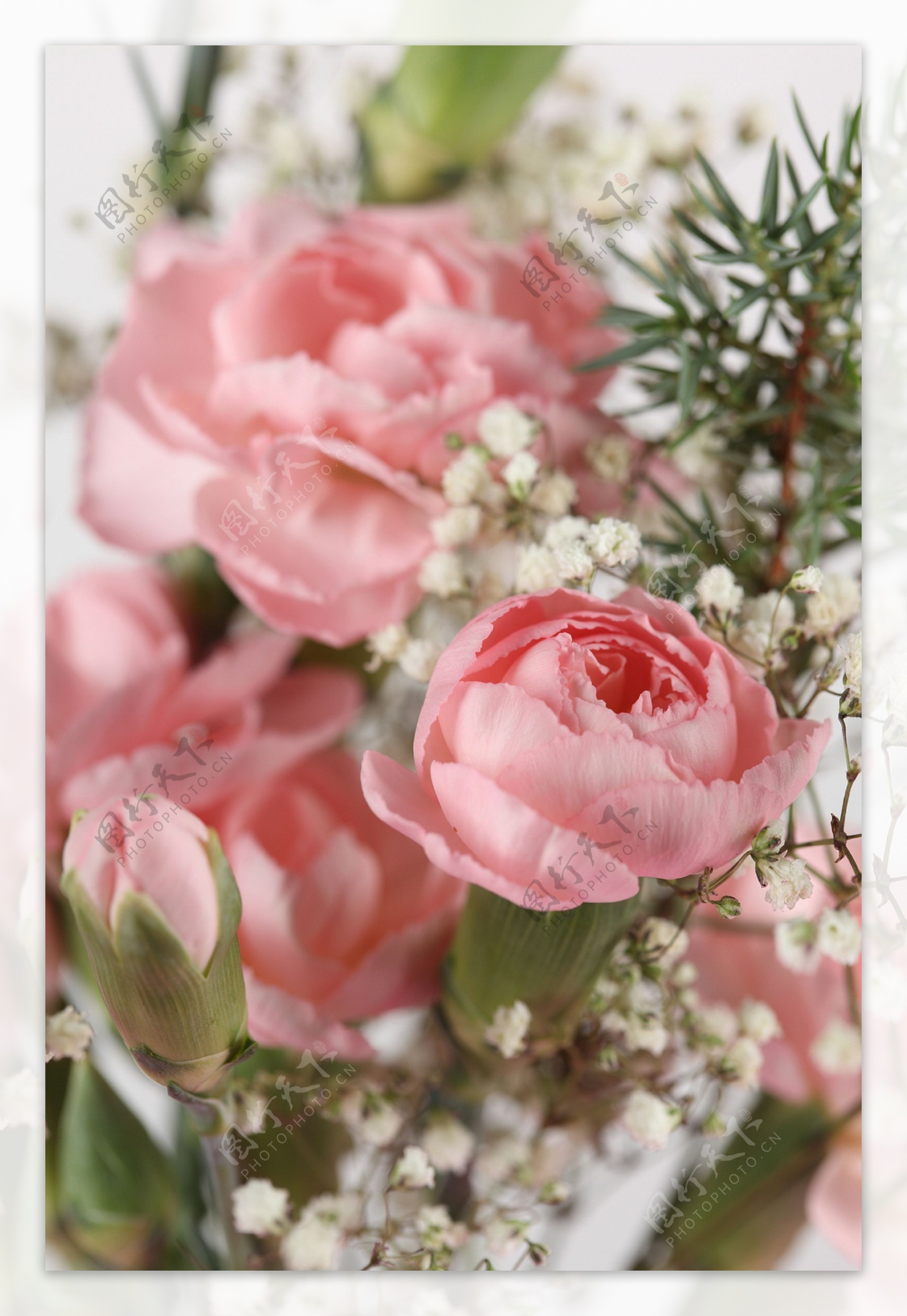 粉色开放的玫瑰花图片