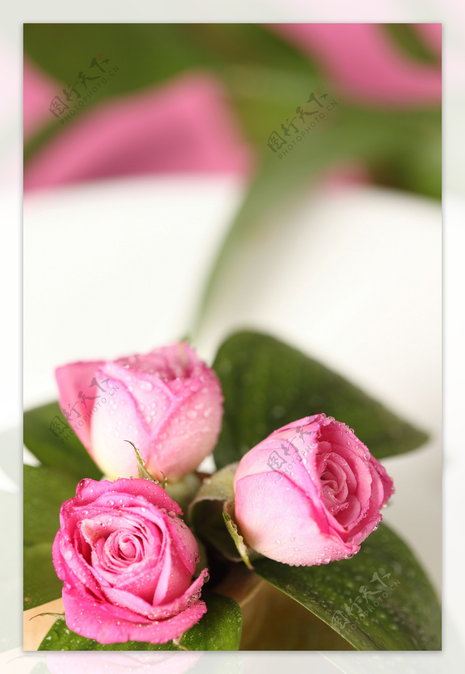 玫红玫瑰花和绿叶图片