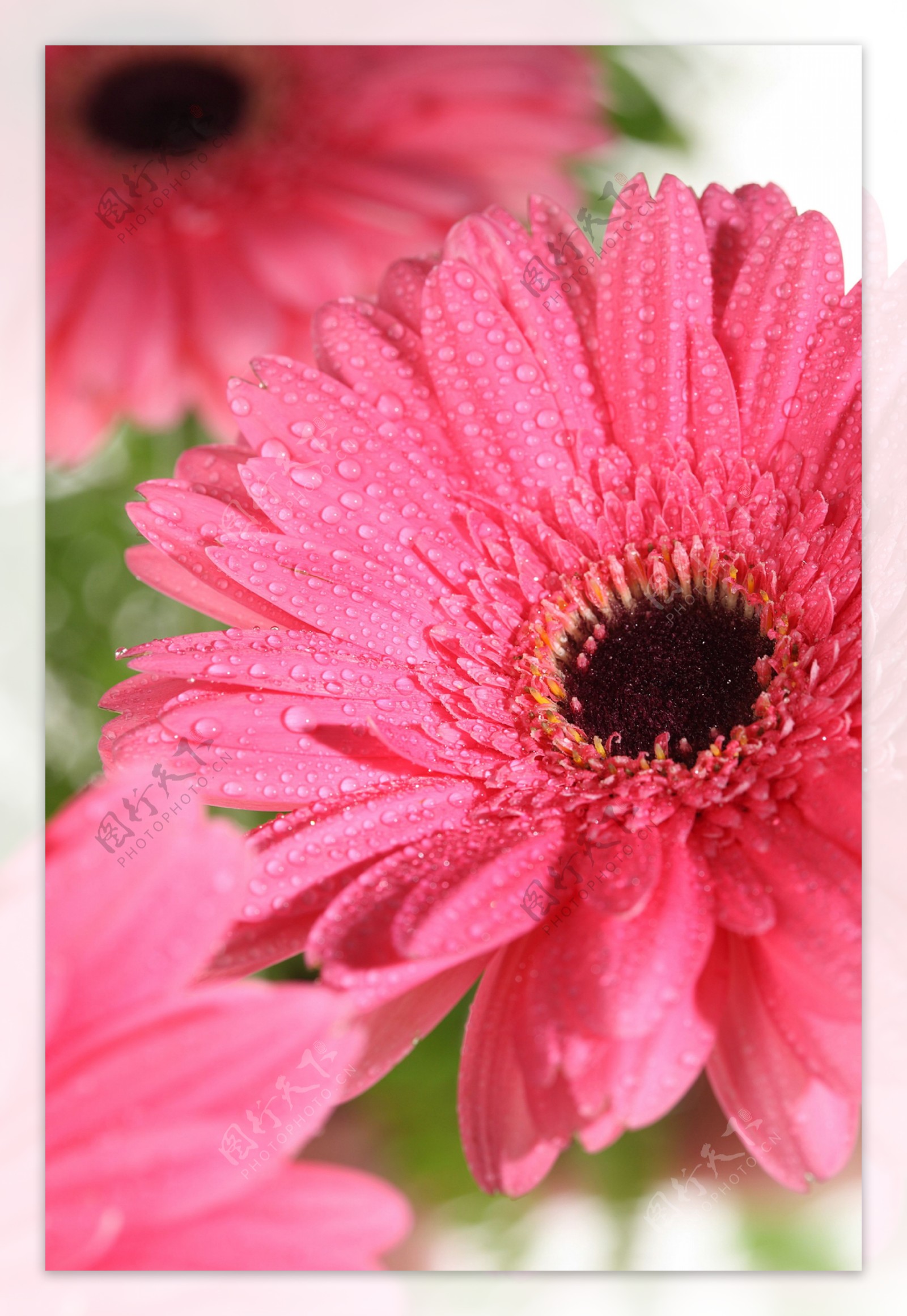 盛开的红色菊花图片