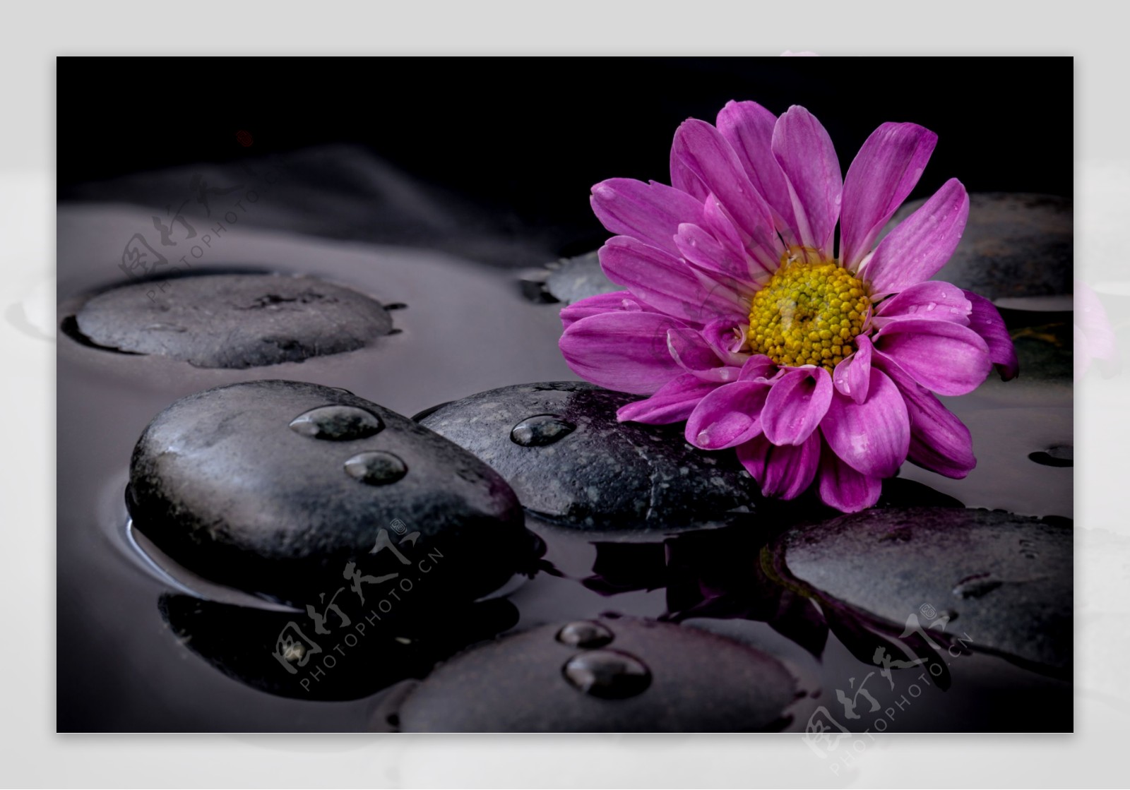 黑色石头和菊花图片