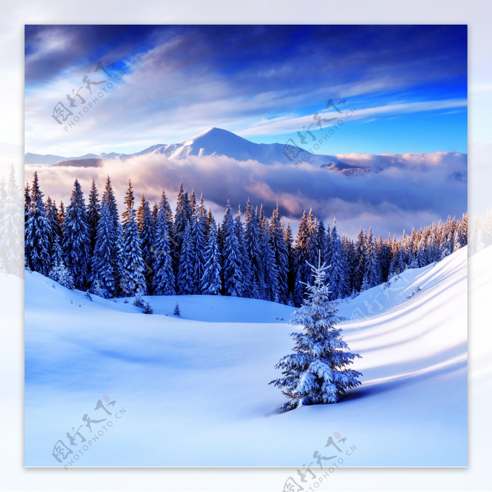 美丽的雪地树木风景图片