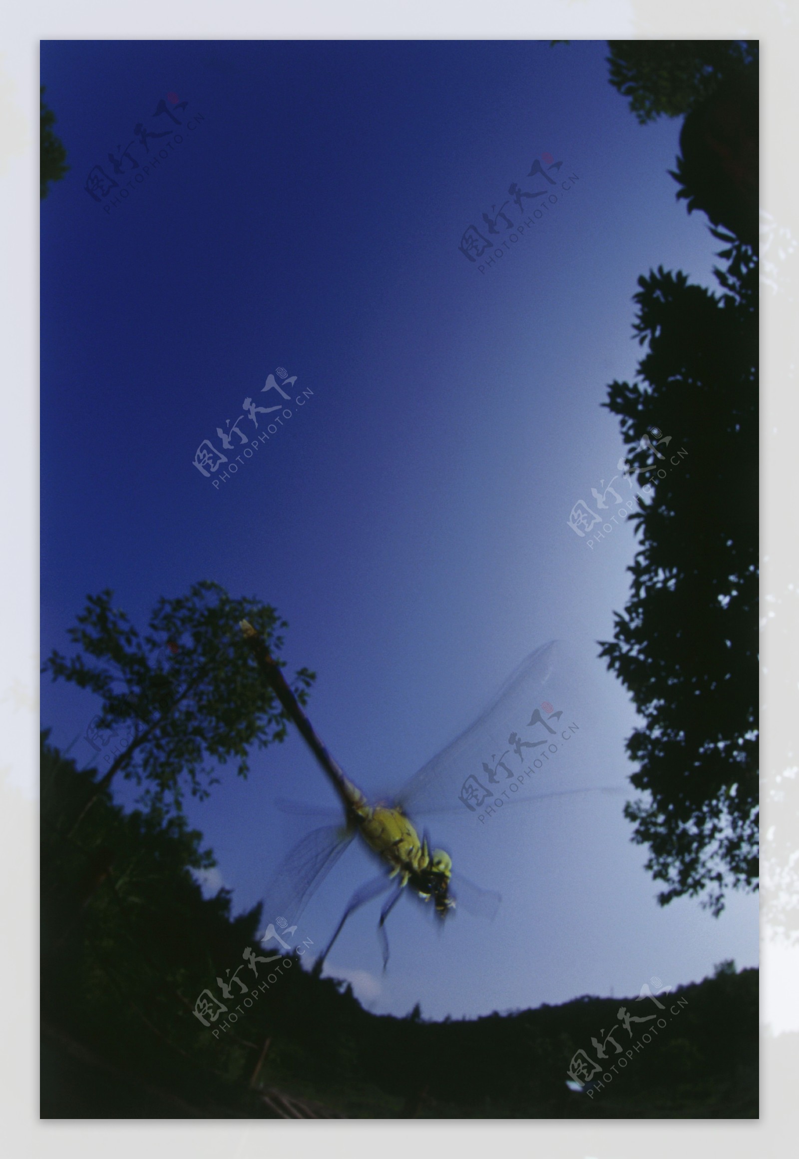 蜻蜓摄影图片