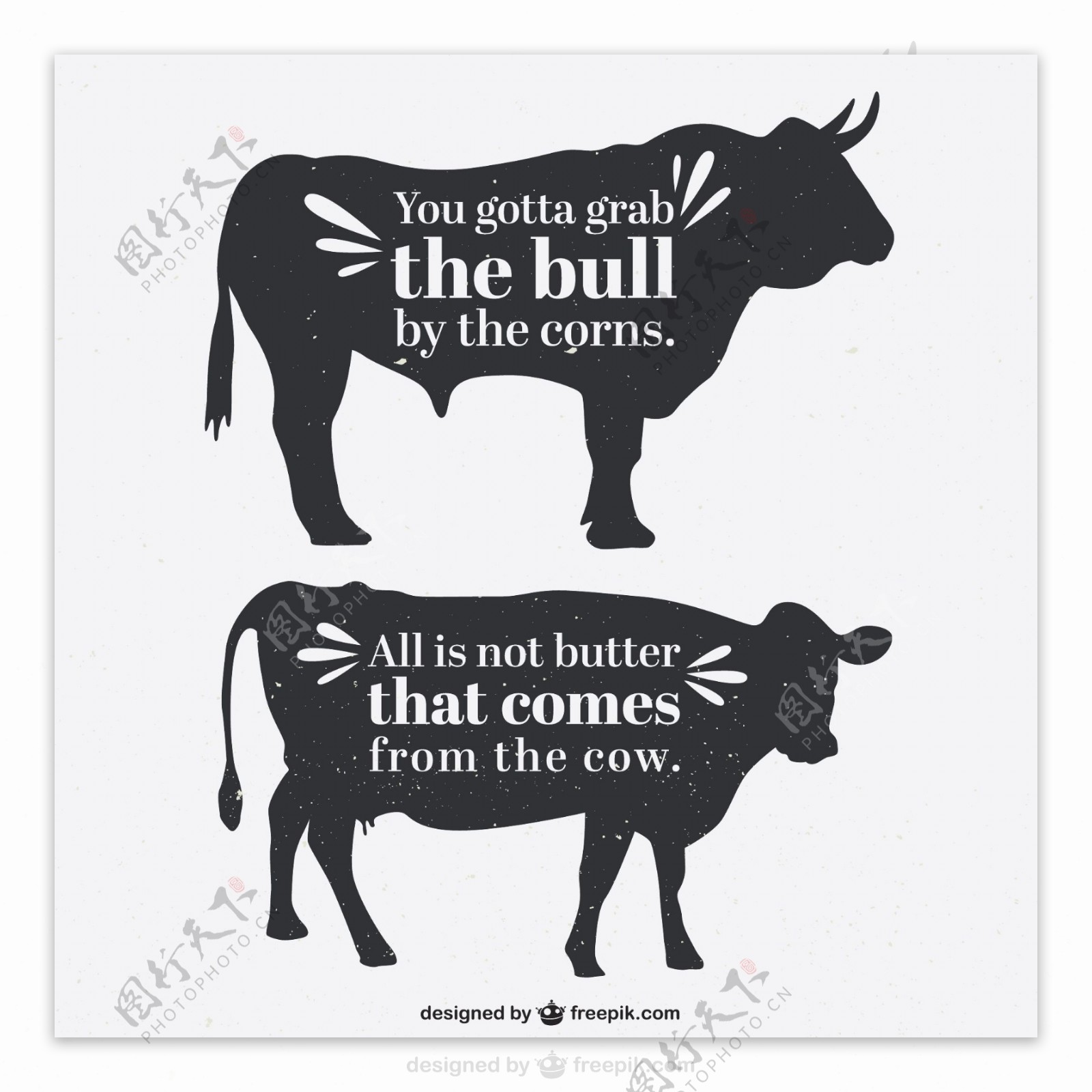 公牛和母牛的轮廓与报价