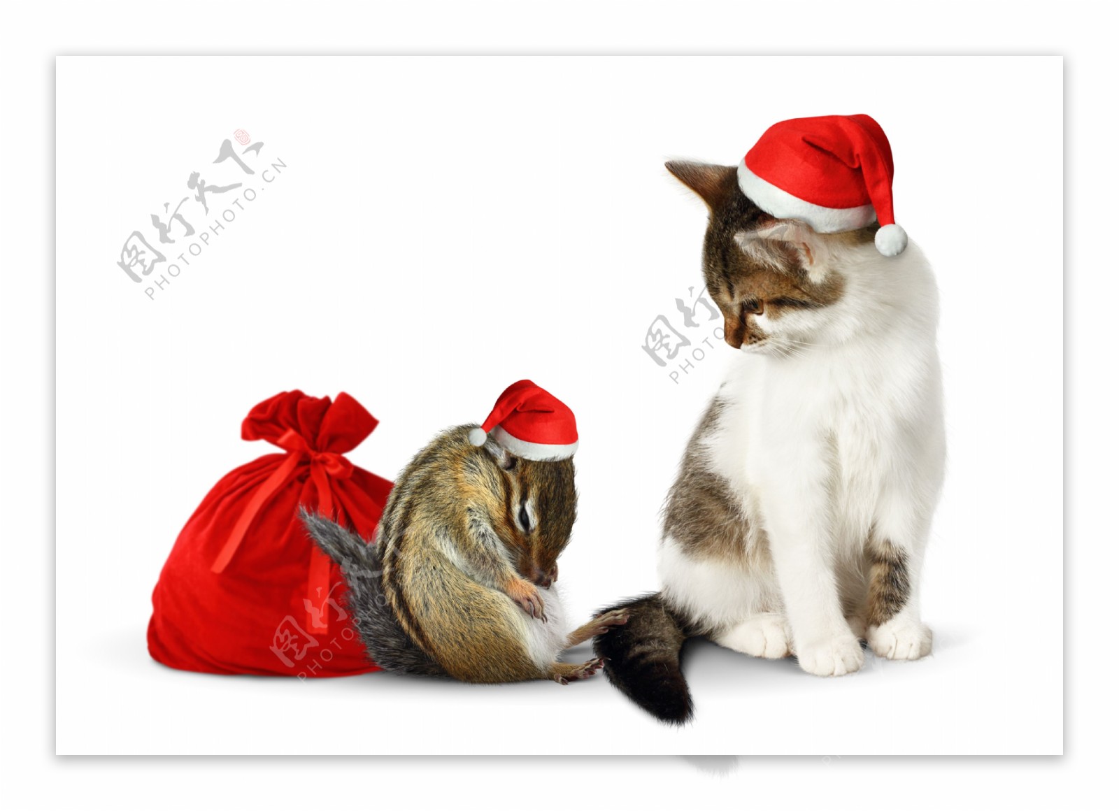 有趣的圣诞节小猫和老鼠图片