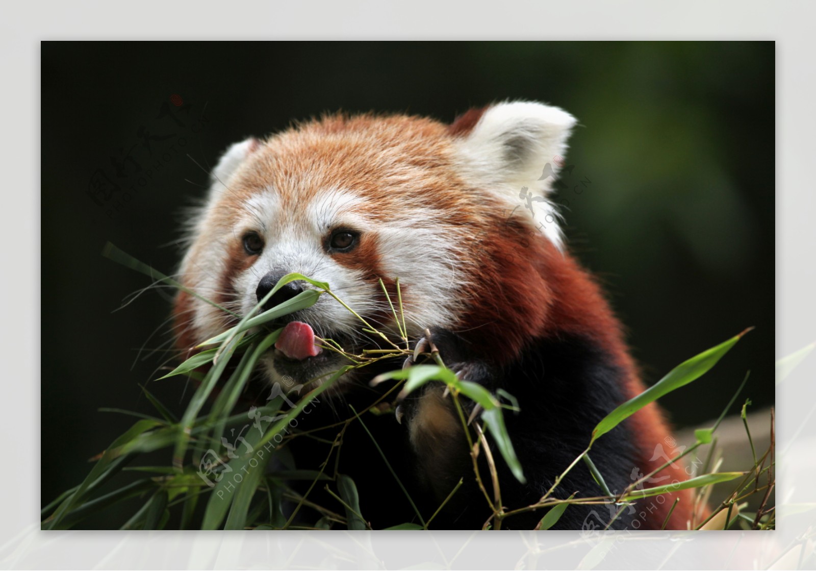 吃竹子的小熊猫图片