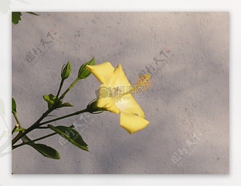 YellowFlowers3.JPG