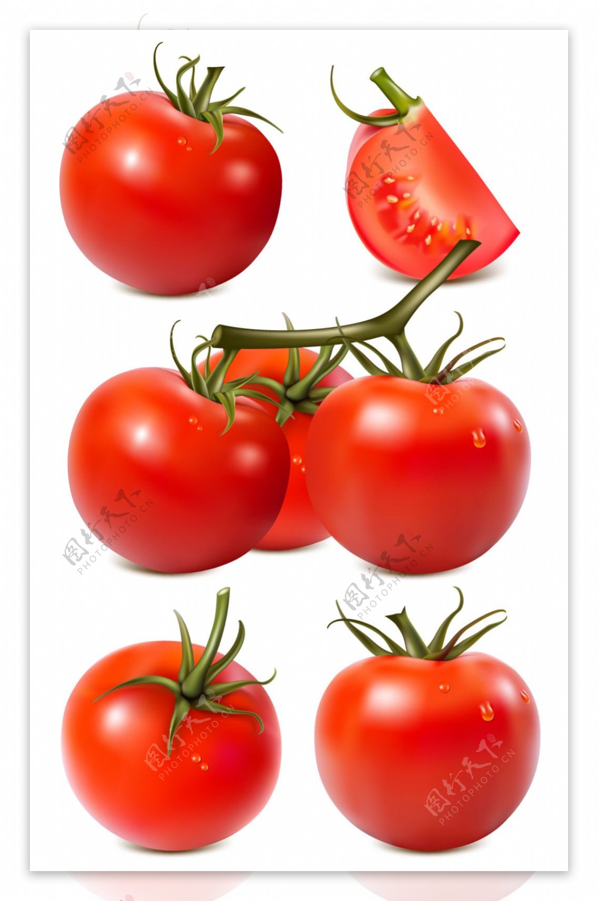 鲜活果蔬西红柿矢量图素材