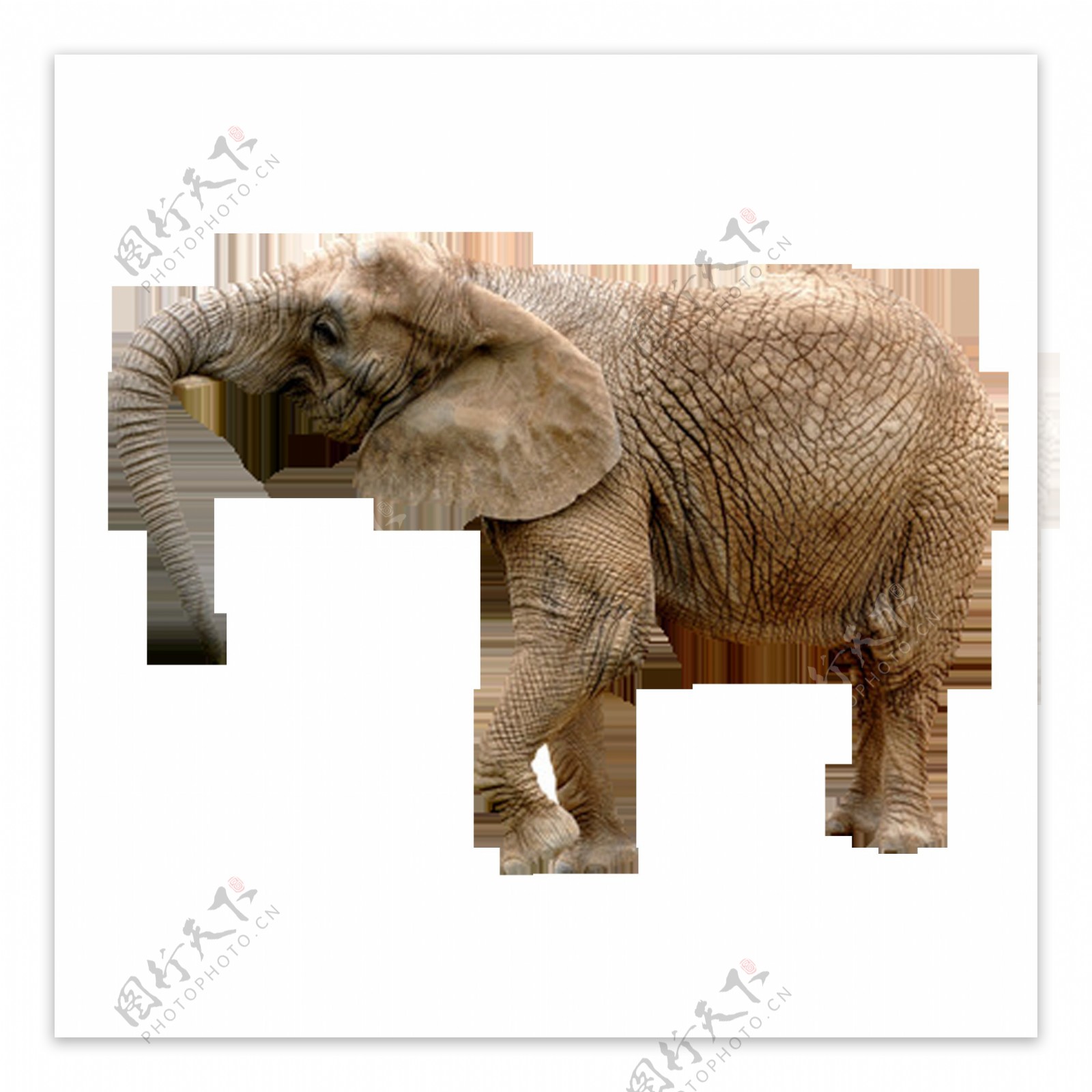唯美多彩大象绘画素材