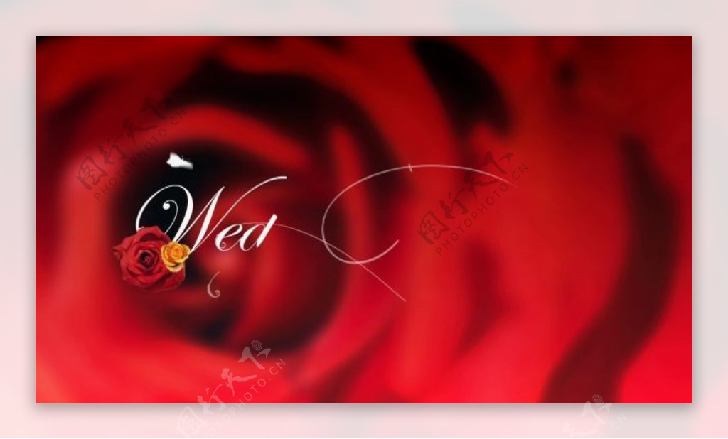 红色玫瑰浪漫元素视频背景