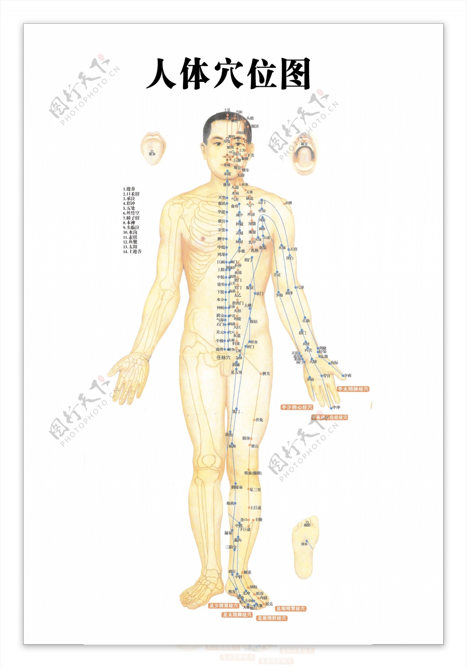 人体穴位图