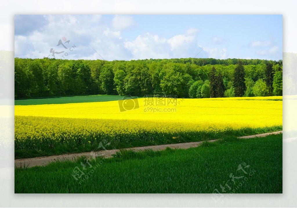 开满黄花的美丽田野