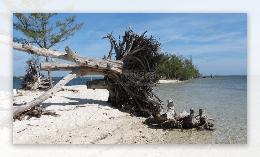 沙滩的树木倒了