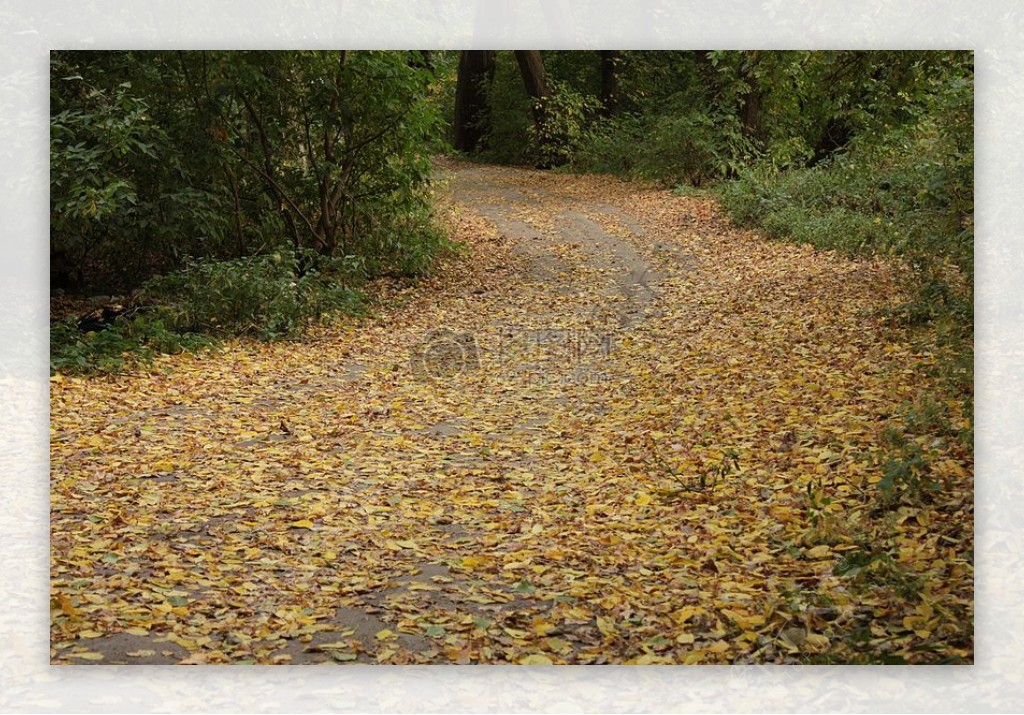 铺满落叶的道路