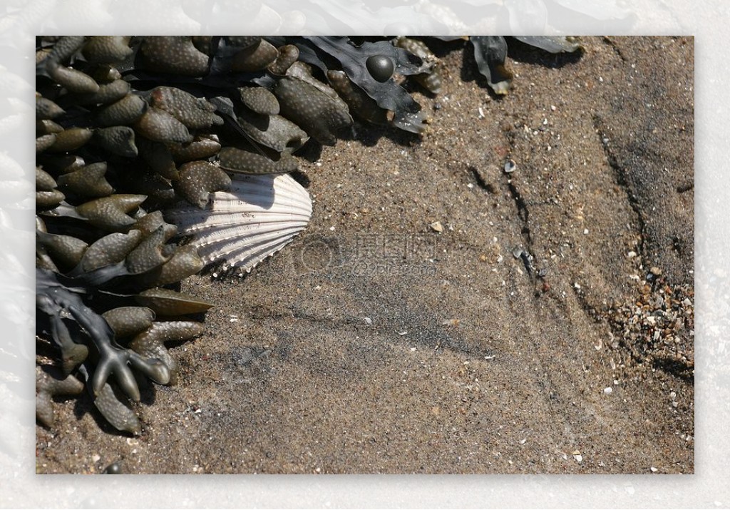 海边沙滩上的贝壳