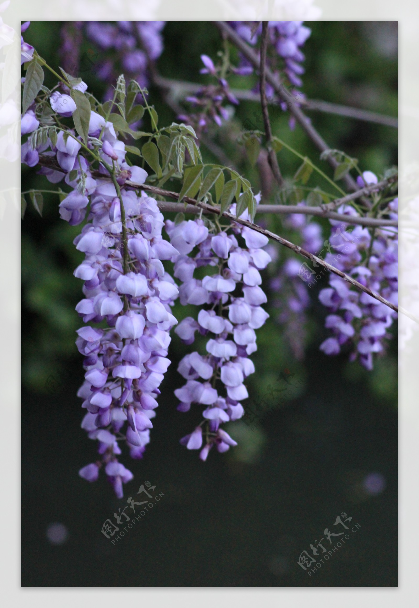 紫色花朵紫色花图片