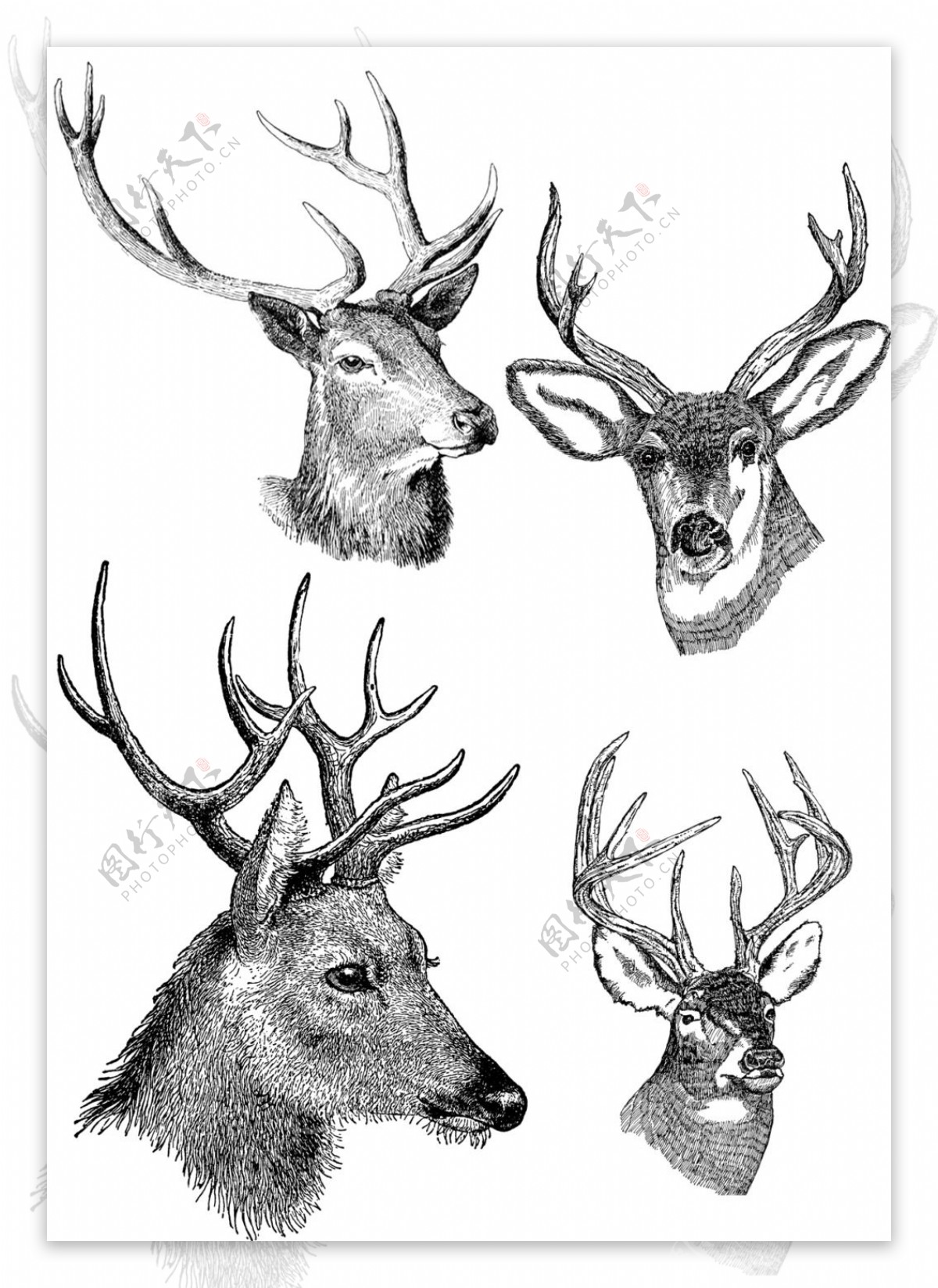 素描绘制四个精美的鹿头插画