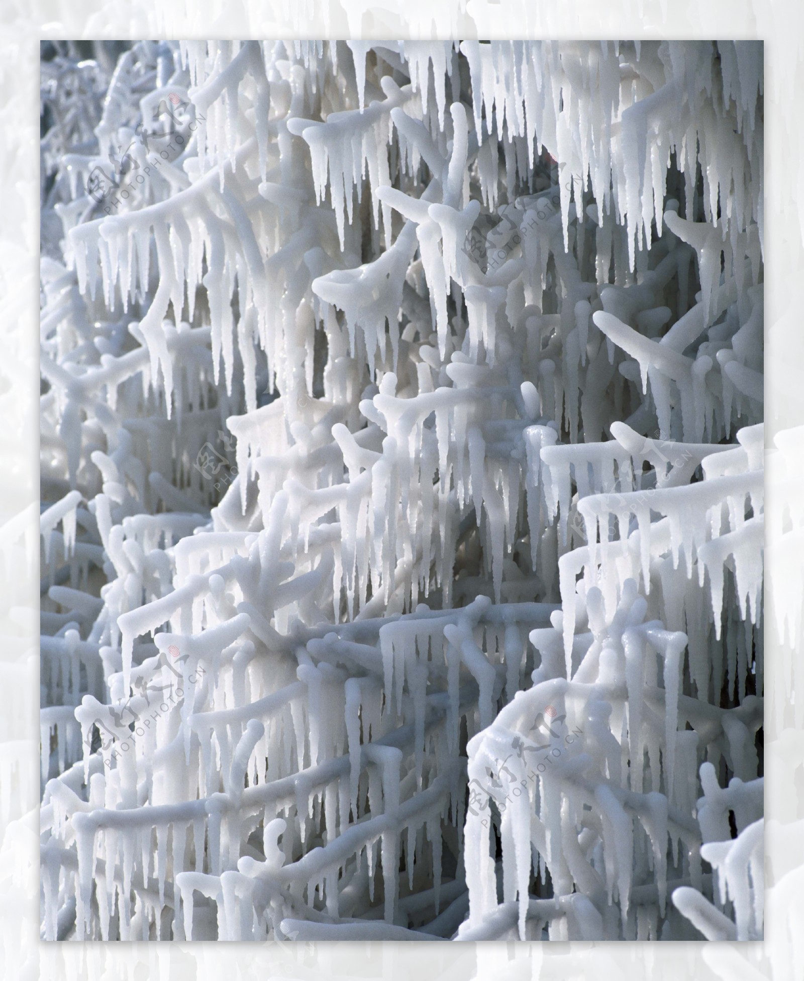 树枝上的冰冻特写雪景图片