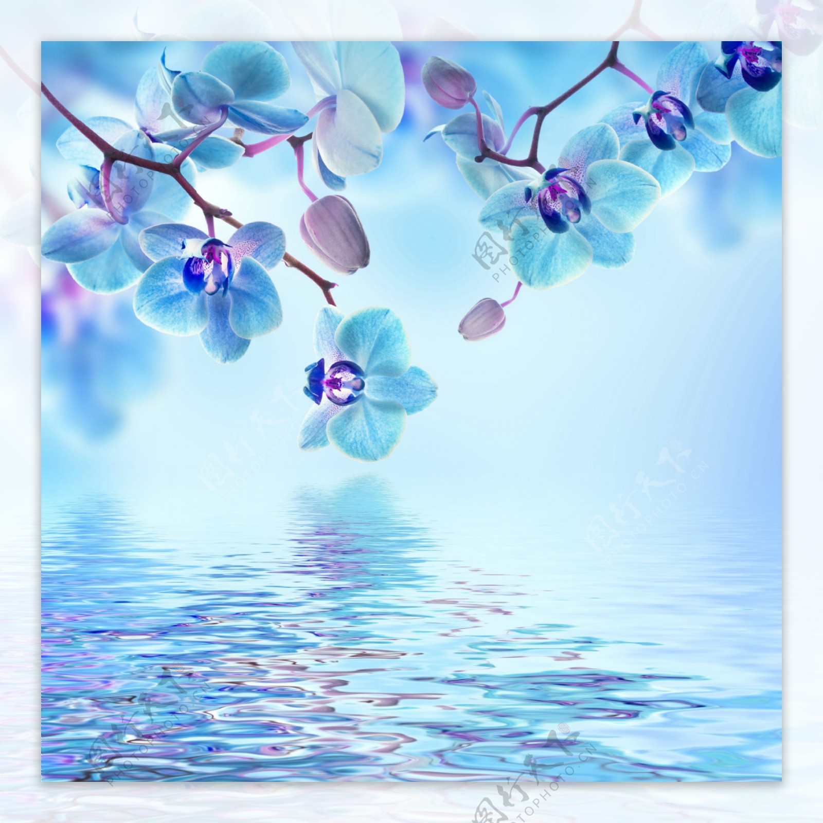 水面上的蓝色花朵图片