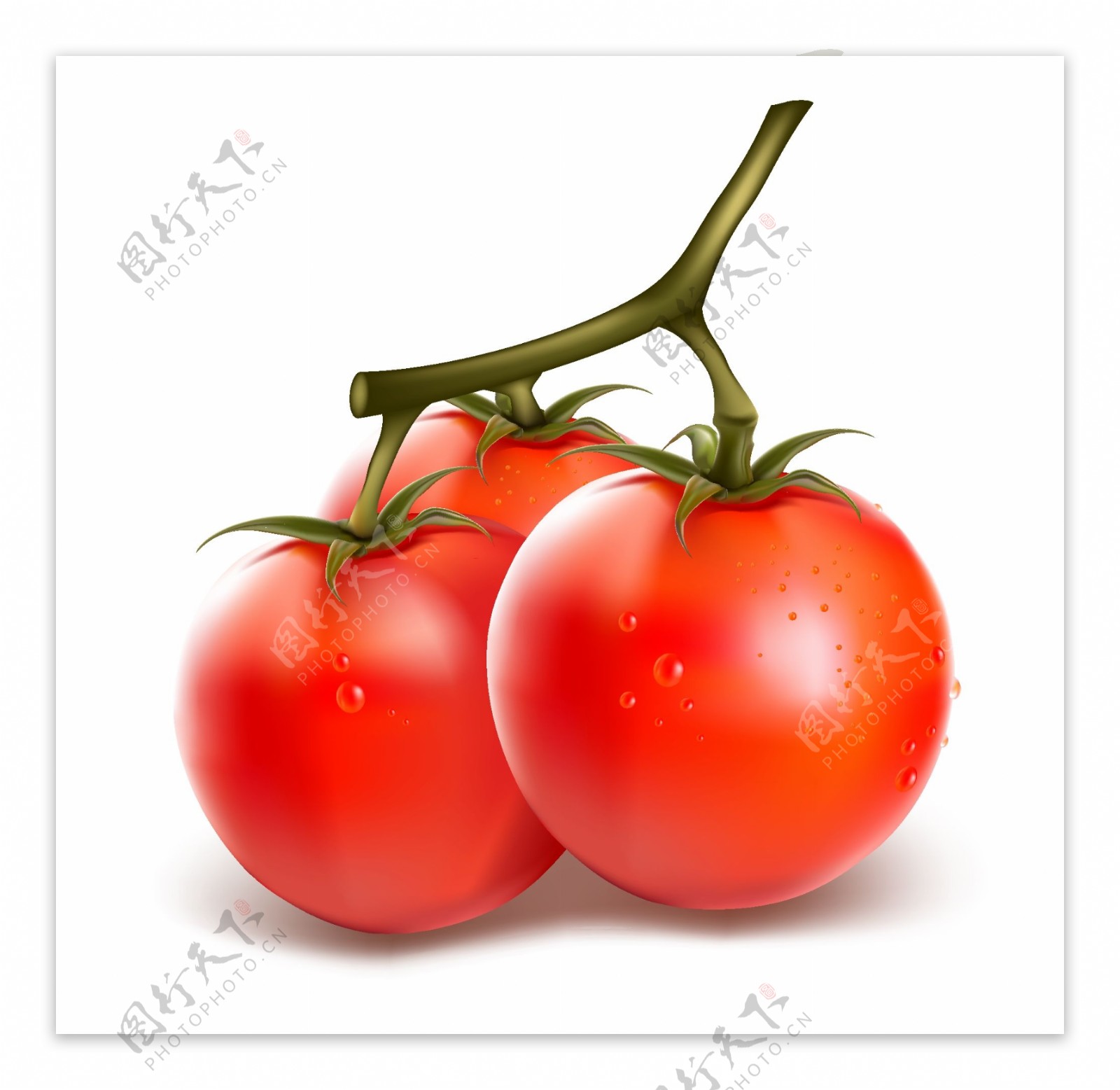 矢量番茄
