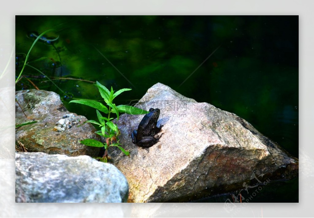 石头上的青蛙