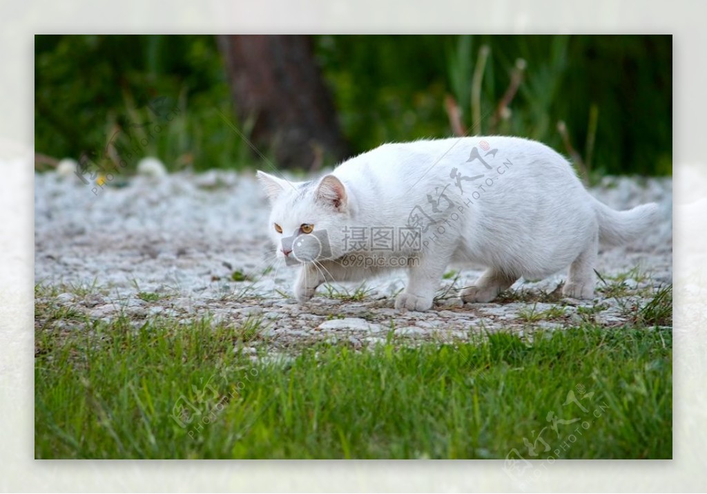 地面上的白猫