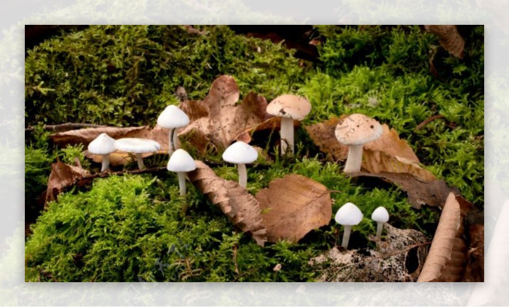 蘑菇菌类视频素材