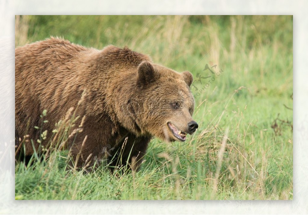棕色的熊看细心