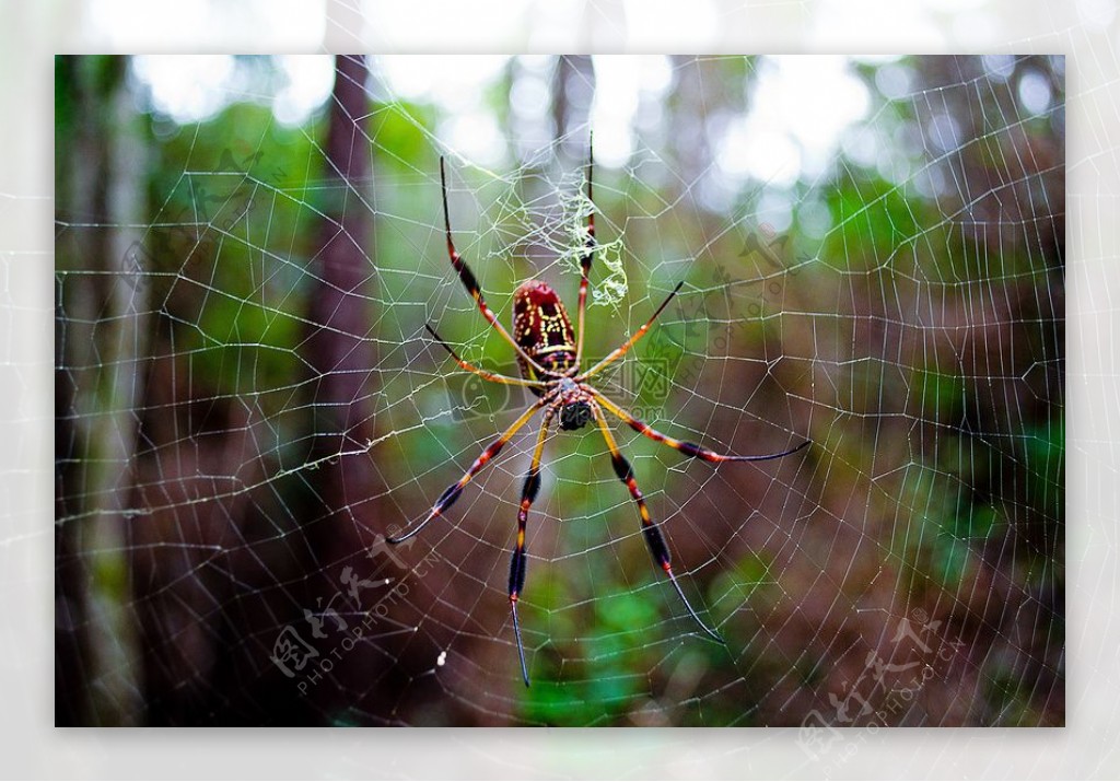 蜘蛛和Web