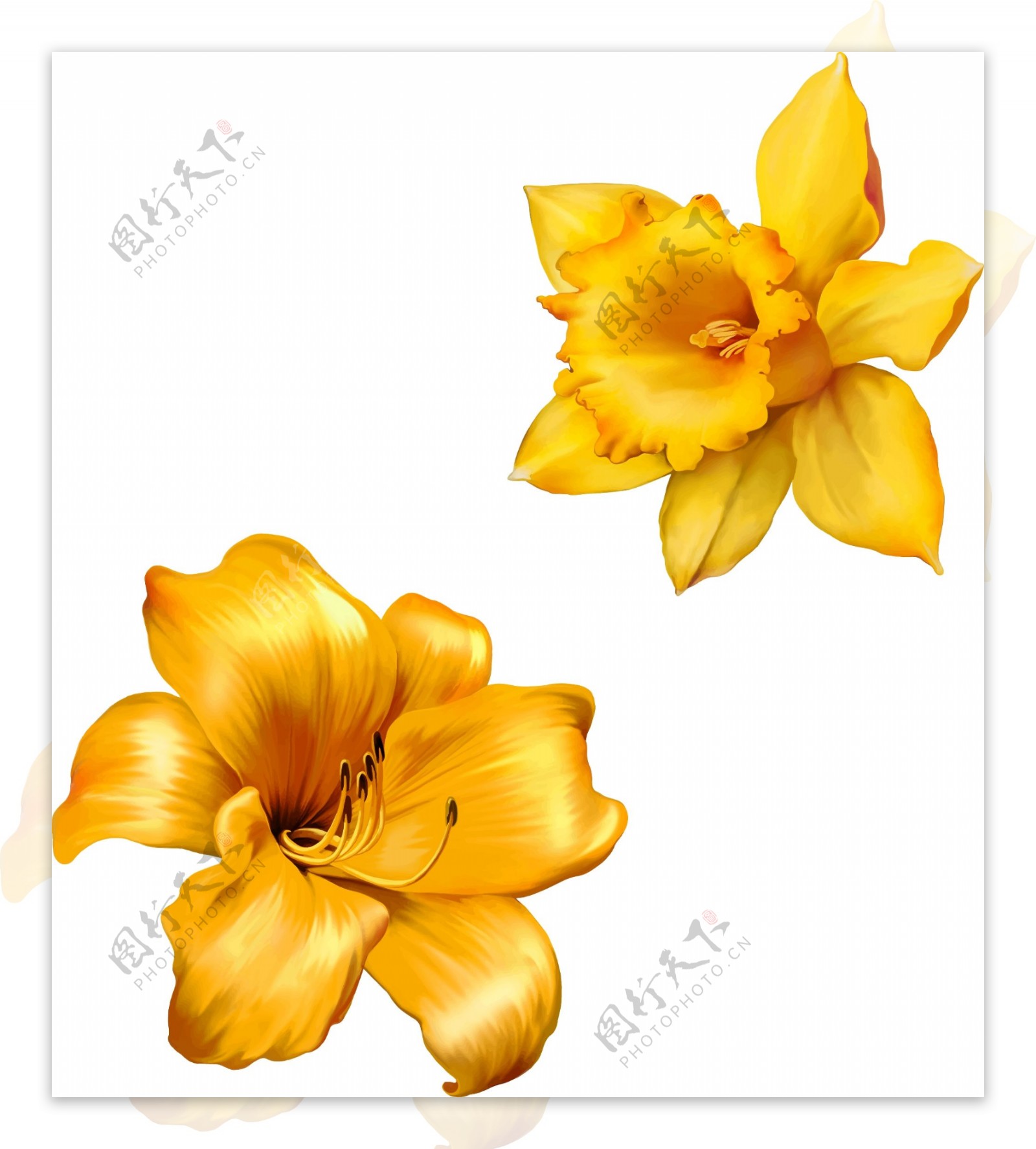 黄色写实花朵