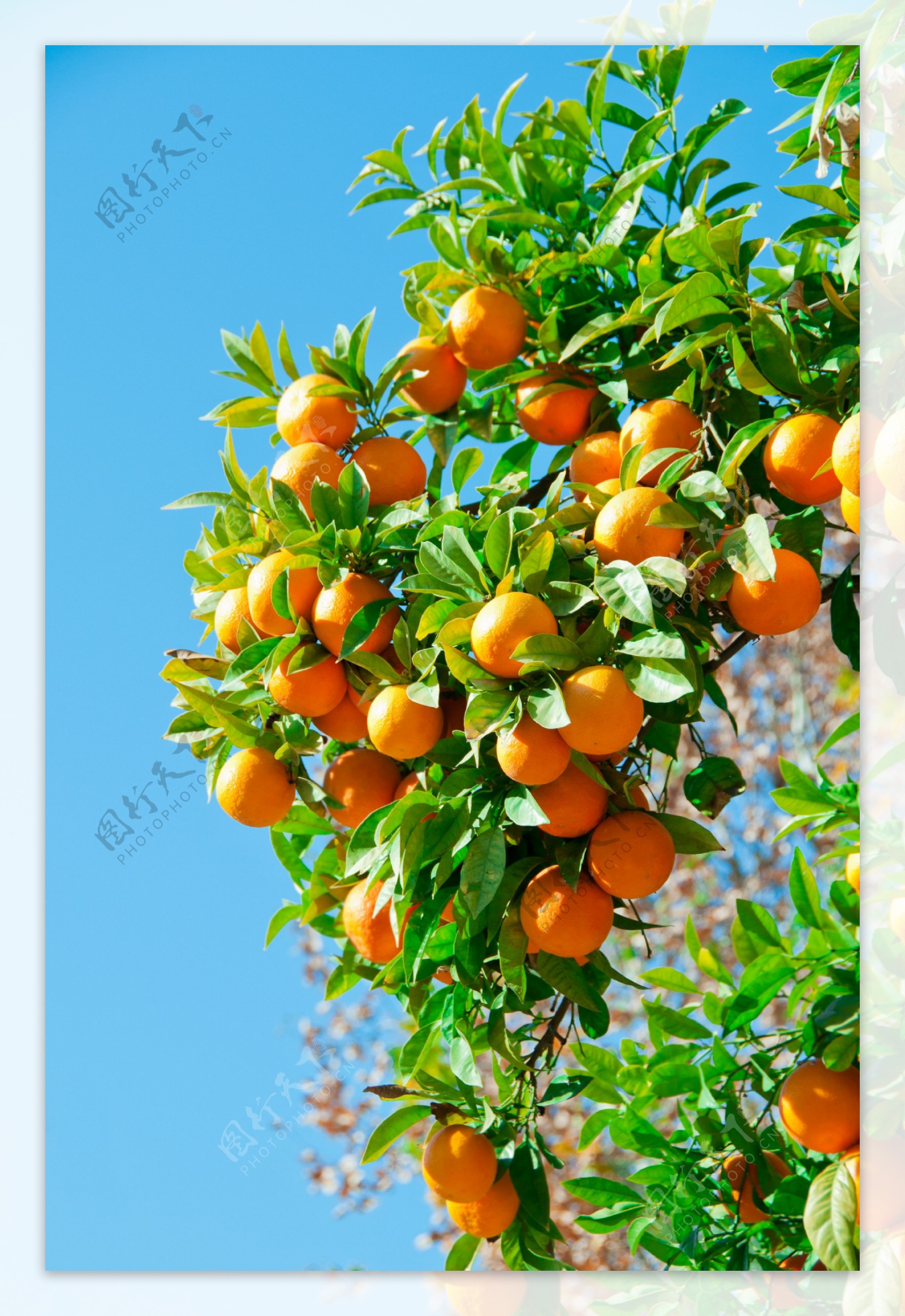 结满橙子的树枝图片